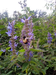 Salvia lavanduloides