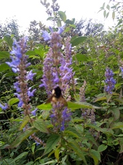 Salvia lavanduloides