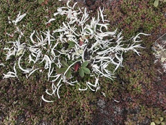 Thamnolia vermicularis