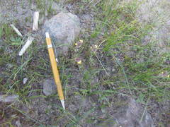 Triphysaria eriantha