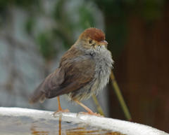 Cisticola fulvicapilla