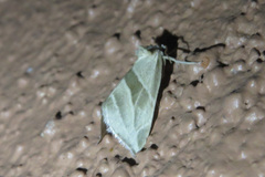 Plagiomimicus tepperi