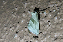 Plagiomimicus tepperi