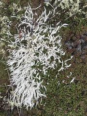 Thamnolia vermicularis