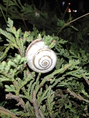 Xeropicta derbentina
