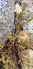 Erigeron reductus reductus