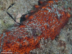 Holothuria arguinensis