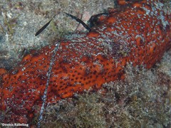 Holothuria arguinensis