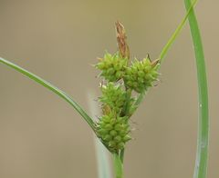 Carex viridula viridula