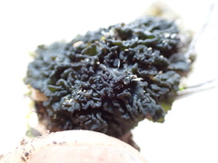 Lathagrium undulatum