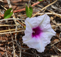 Ipomoea bathycolpos