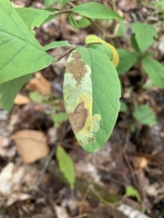 Leucanthiza dircella