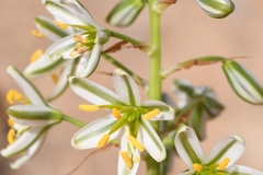 Albuca consanguinea