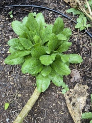 Micranthes micranthidifolia