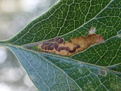 Stigmella perpygmaeella