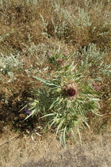 Asteraceae
