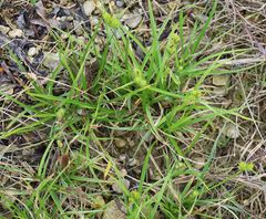 Carex viridula viridula