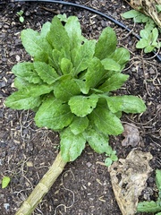 Micranthes micranthidifolia
