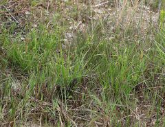 Carex viridula viridula