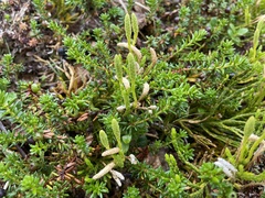 Diphasiastrum alpinum