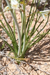 Albuca consanguinea