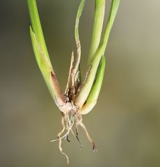 Carex viridula viridula