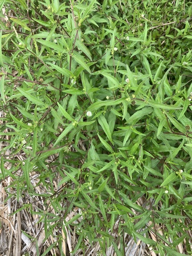 Eclipta prostrata
