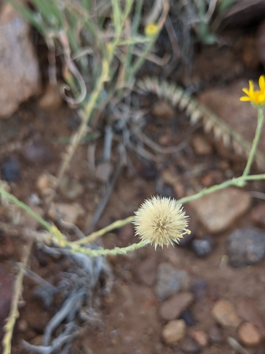 Image of Xanthisma gracile by (c) Dominic Gentilcore, some rights reserved (CC BY)