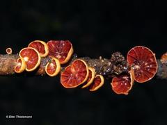 Anthracophyllum discolor