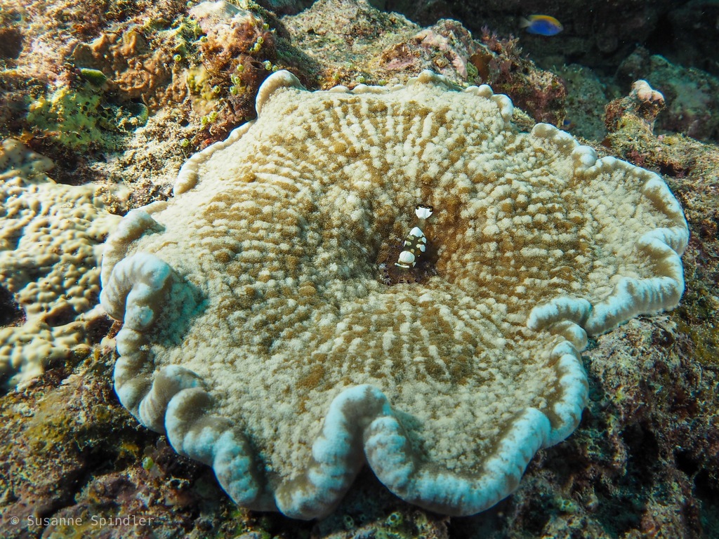 Cryptodendrum