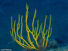 Leptogorgia viminalis