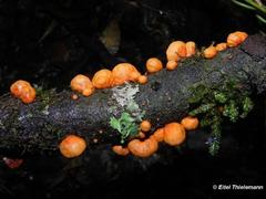 Anthracophyllum discolor