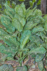 Dieffenbachia seguine
