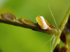 Claviceps paspali