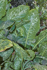 Dieffenbachia seguine