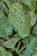 Dieffenbachia seguine