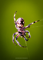 Araneus bicentenarius