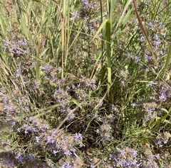 Hedeoma hyssopifolia