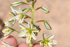 Albuca consanguinea