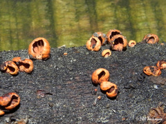 Anthracophyllum discolor