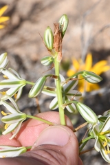 Albuca consanguinea