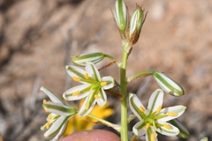 Albuca consanguinea