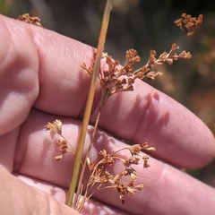 Juncus balticus ater