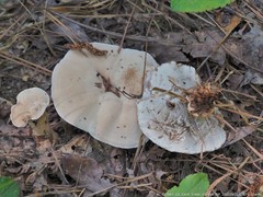 Hydnellum suaveolens