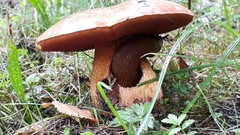 Suillellus luridus