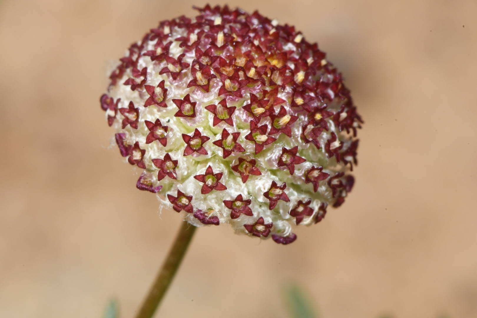 Lasiospermum