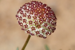 Lasiospermum brachyglossum