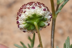 Lasiospermum brachyglossum