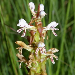 Satyrium cristatum