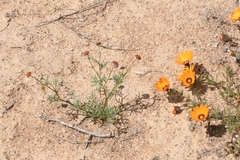 Lasiospermum brachyglossum